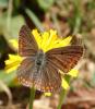 Polyommatus icarus